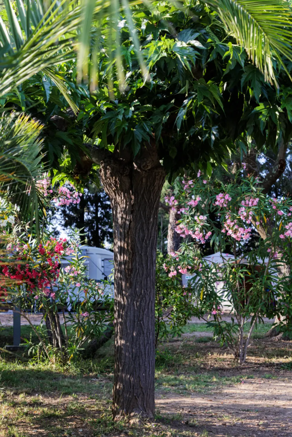 Flower Camping Le Mas de Mourgues 3 étoiles★★★