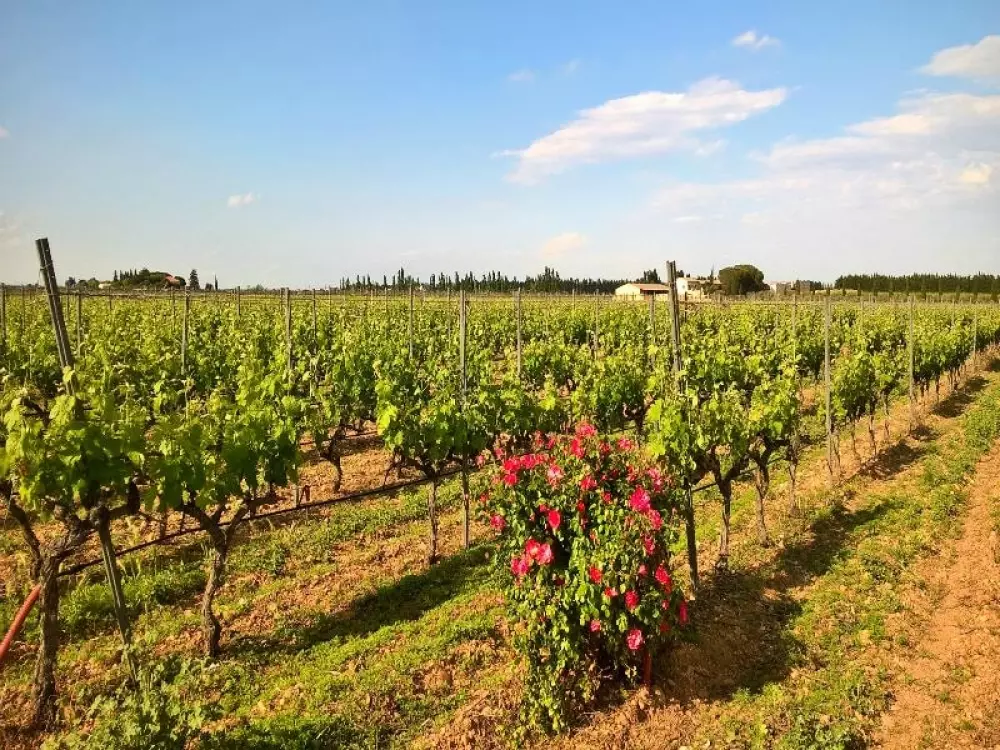 Flower Camping Le Mas de Mourgues 3 étoiles★★★