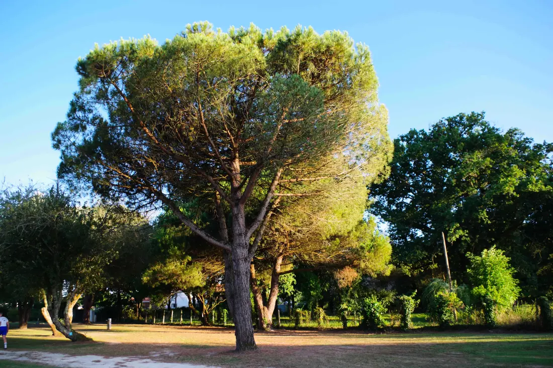 Camping Paradis Le Tastesoule 4 étoiles★★★★