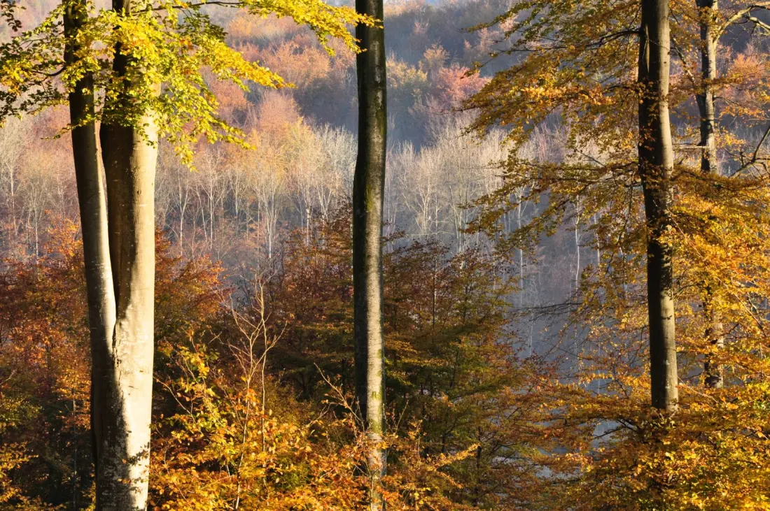 Gîte de France Gîtes de france® - le gîte de la forêt 3 épis