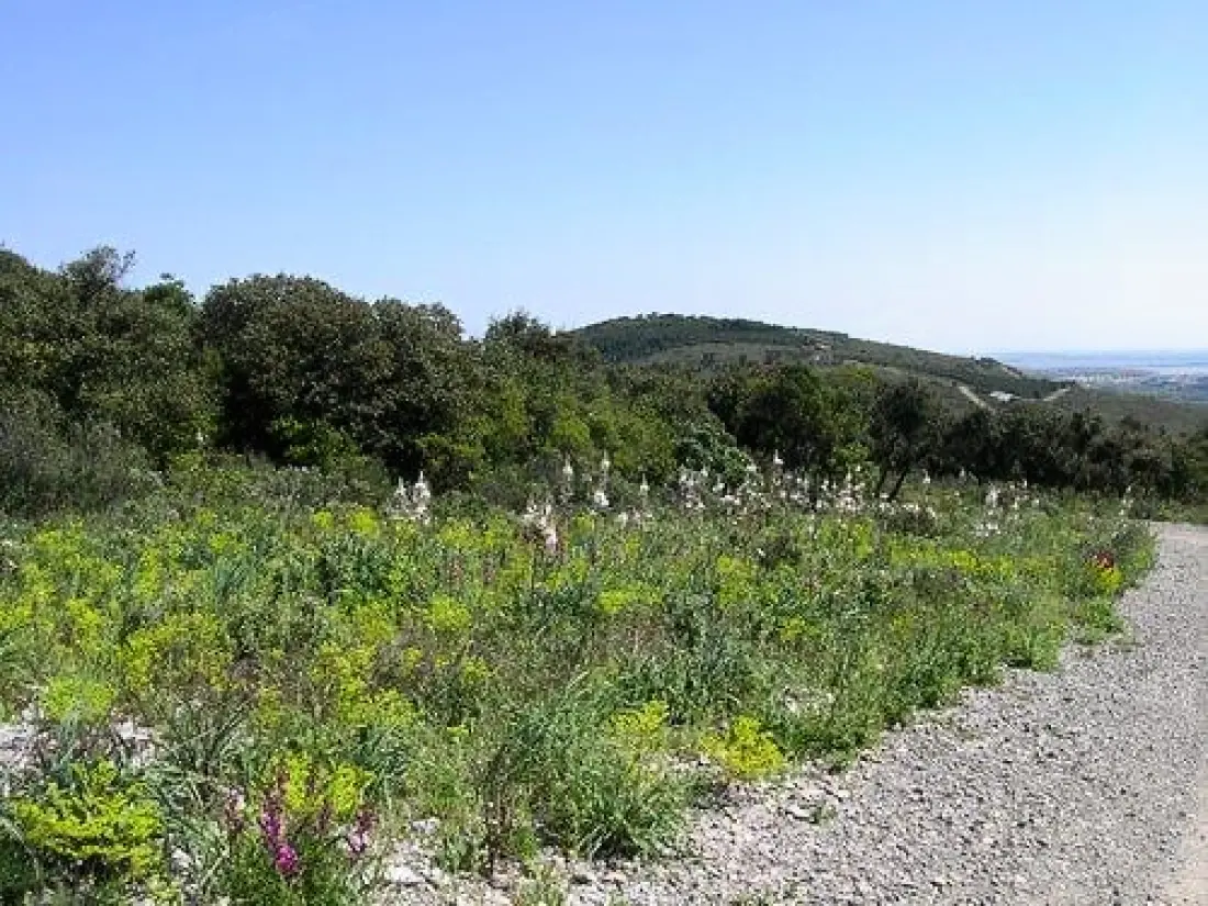 Camping le Mas des Roses 3 étoiles★★★
