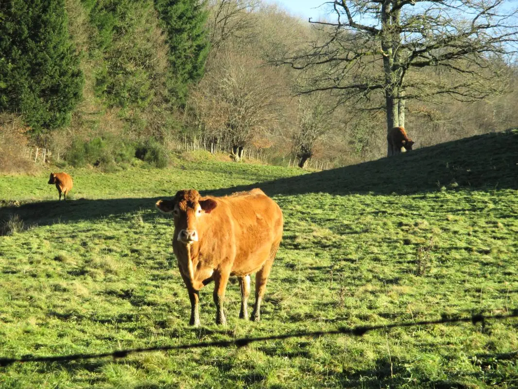 Gîte de France Les hauts prés de fressanges 3 épis
