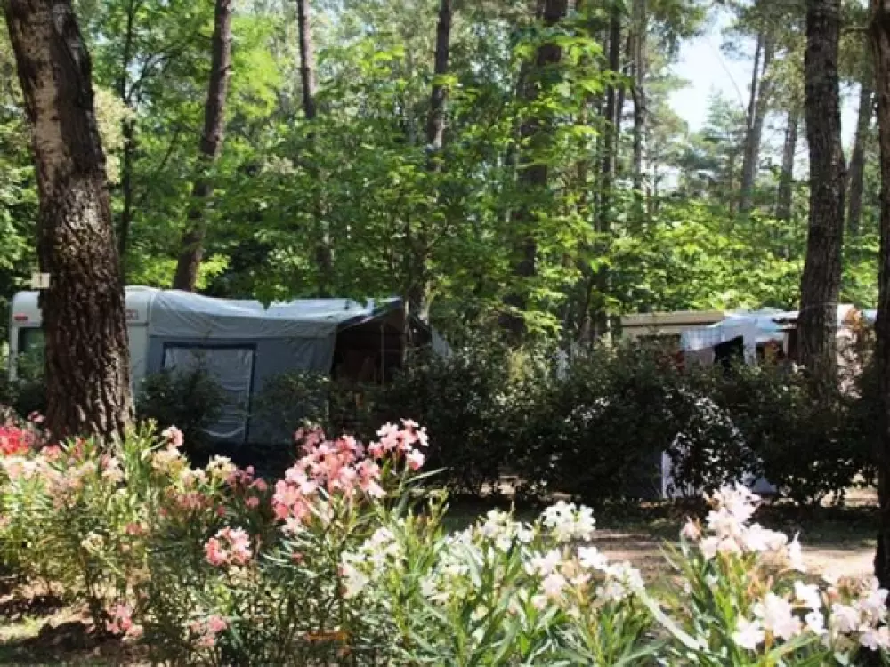 Camping Paradis Le Ruou 41 étoiles★