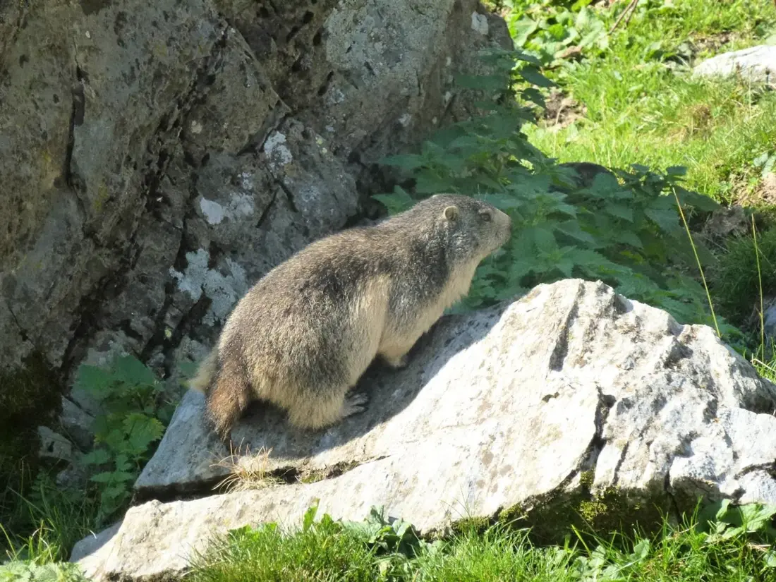 Location de Vacances Cauterets 526