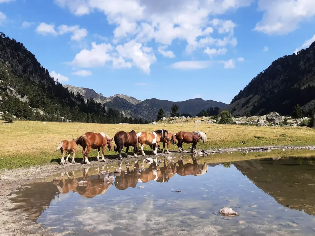 Location de Vacances Cauterets 840