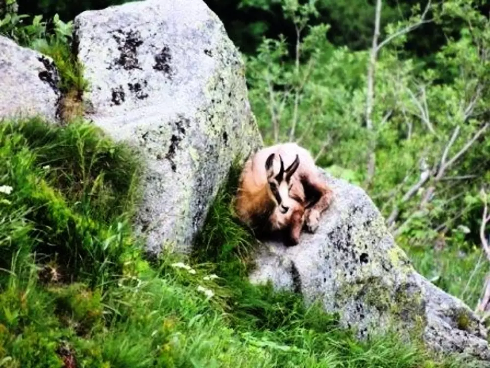 Maison de Vacances La Bresse 10