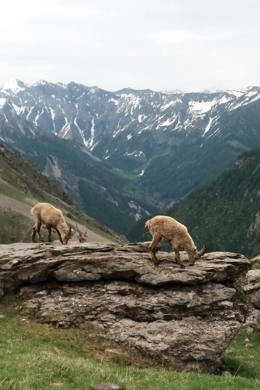 Résidence Urlaub in den Bergen