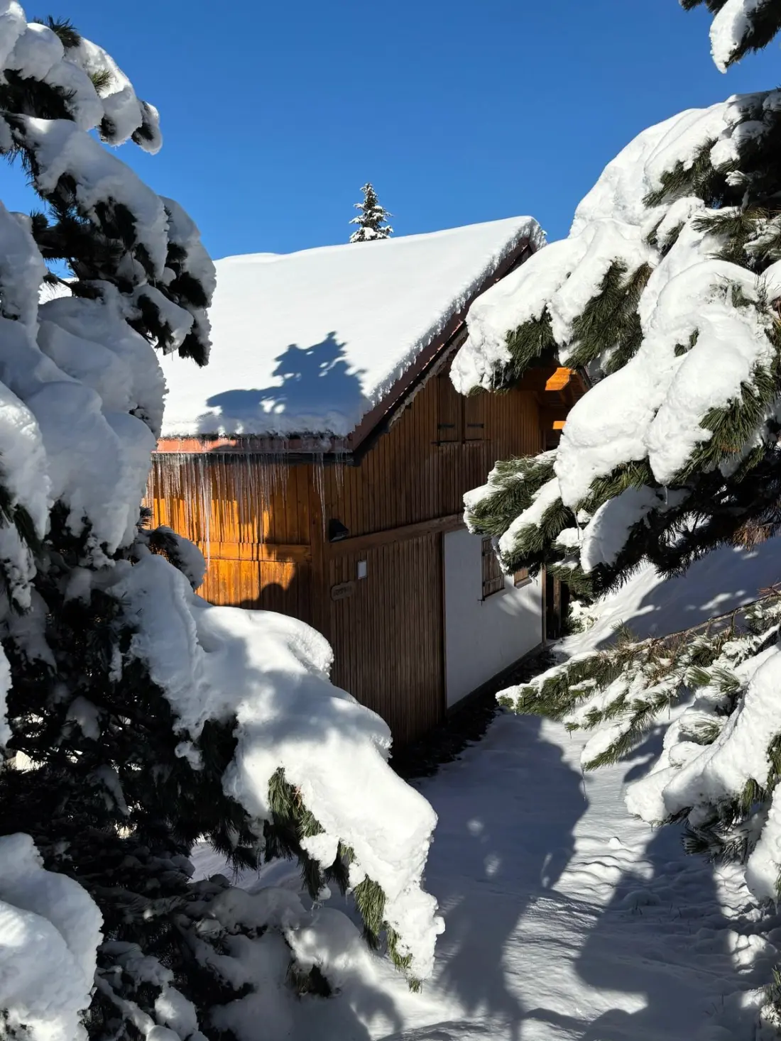 Chalet Forsythia